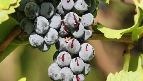 Σπάσιμο σταφυλιών: παράγοντες κινδύνου και λύσεις